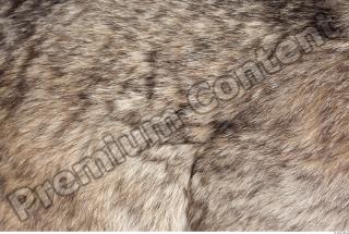 Wolf fur photo reference 0002